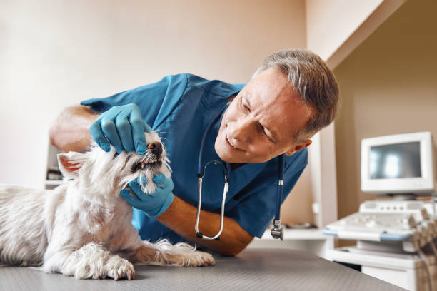 Best Emergency Dentist for Special Needs Patients in Foresthill, CA